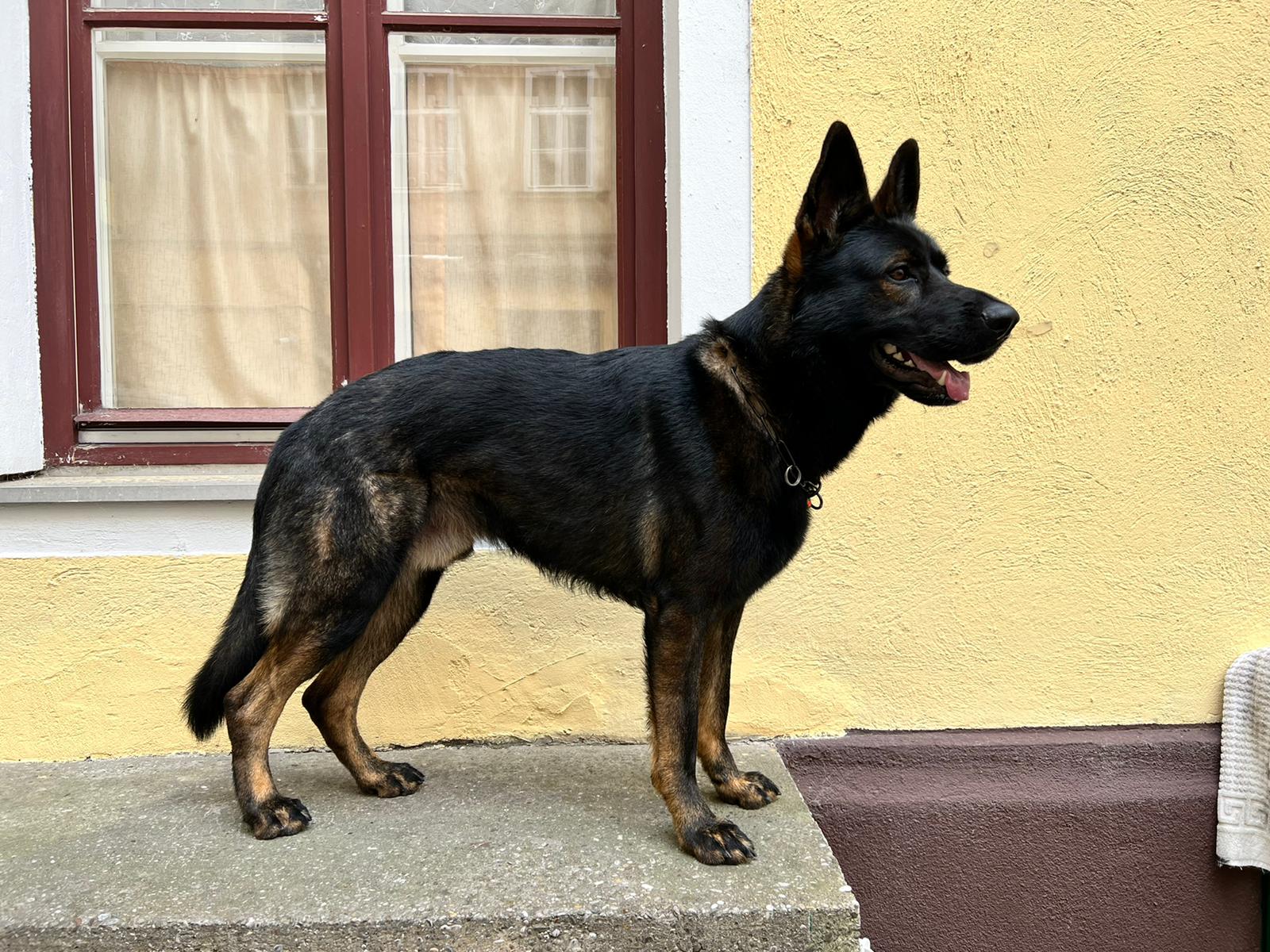 Deutscher Schäferhund DDR Linie